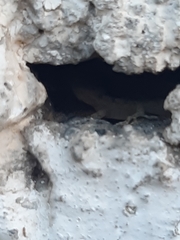 Hemidactylus turcicus