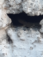 Hemidactylus turcicus