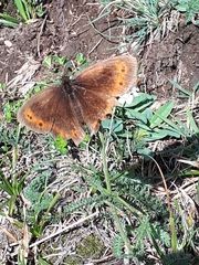 Erebia euryale