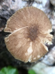 Pluteus plautus