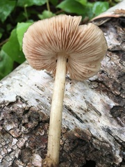 Pluteus plautus