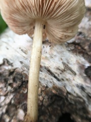 Pluteus plautus