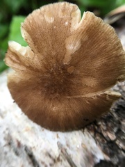 Pluteus plautus