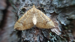 Eulithis populata