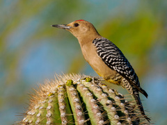 Gila Woodpecker photo 1