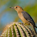 Gila Woodpecker