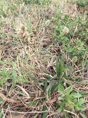 Plantago lanceolata