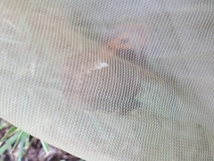 Erebia euryale