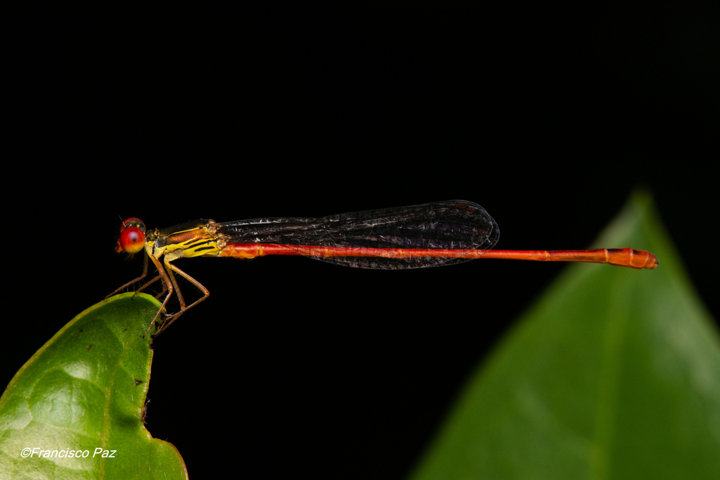 West Indian Firetail