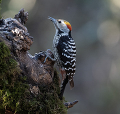 Brown-Fronted Woodpecker photo 4