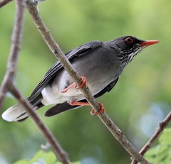 Eastern Red-Legged Thrush photo 4