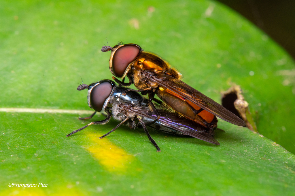 Xanthandrus cubanus