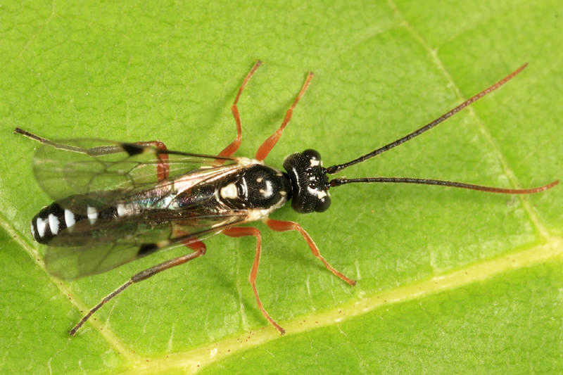 Cteniscus