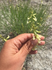 Astragalus lonchocarpus