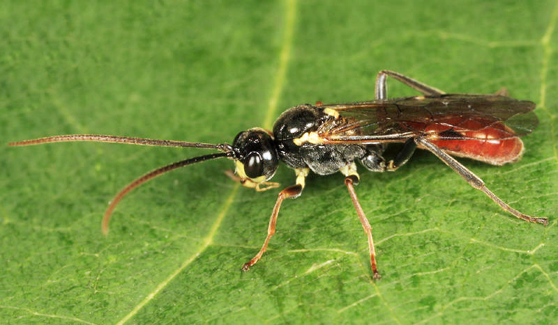 Eridolius