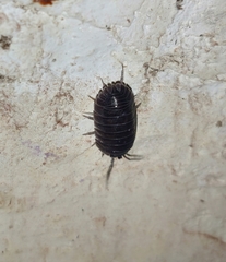 Armadillidium pallasii