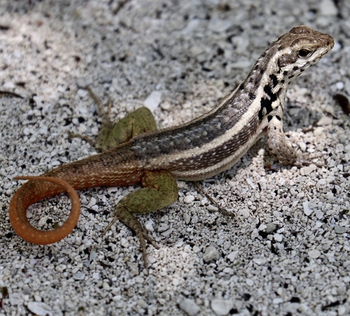 Hispaniolan Maskless Curlytail, Leiocephalus lunatus