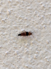 Tachyporus obtusus