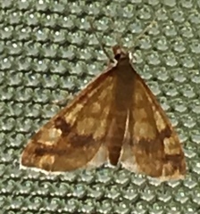 Choristostigma plumbosignalis