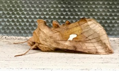 Autographa metallica