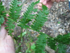Dryopteris × neowherryi