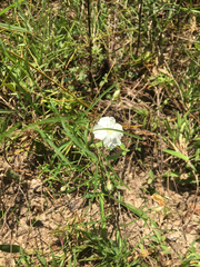 Stylisma pickeringii