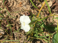 Stylisma pickeringii