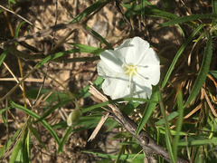 Stylisma pickeringii