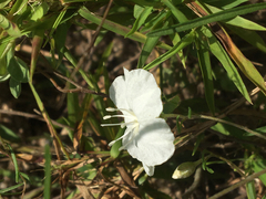 Stylisma pickeringii