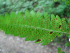 Dryopteris × neowherryi