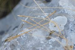 Stipa pennata