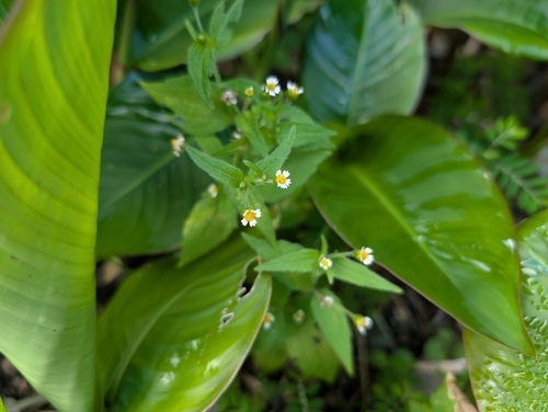 Galinsoga quadriradiata observed 2025-03-29