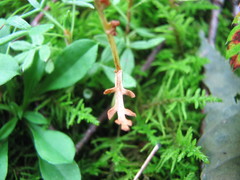 Botrychium ascendens