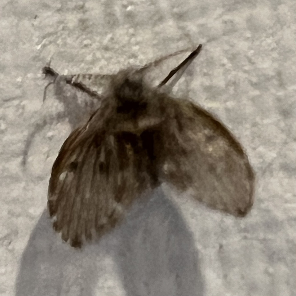 Bathroom Moth Fly in March 2025 by kw841432 · iNaturalist