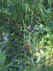 Cirsium scariosum