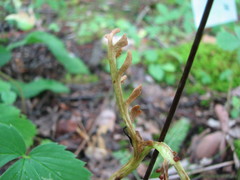 Botrychium ascendens