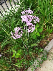 Tulbaghia violacea
