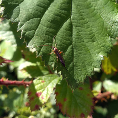 Tromatobia lineatoria