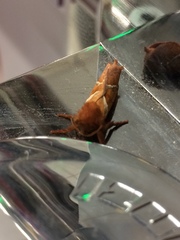 Triodia sylvina