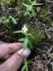 Moehringia macrophylla