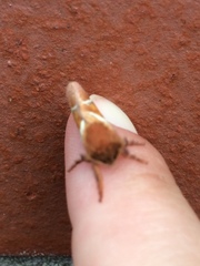 Triodia sylvina