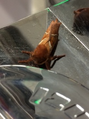Triodia sylvina