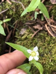 Moehringia macrophylla