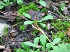 Botrychium ascendens