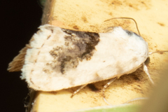 Ponometia erastrioides