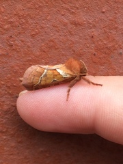 Triodia sylvina