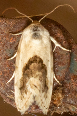 Ponometia erastrioides