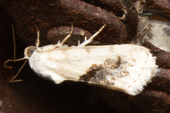 Ponometia erastrioides