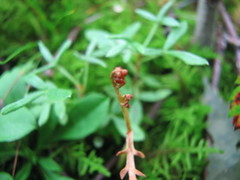 Botrychium ascendens