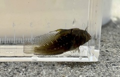 Highfin Blenny photo 2